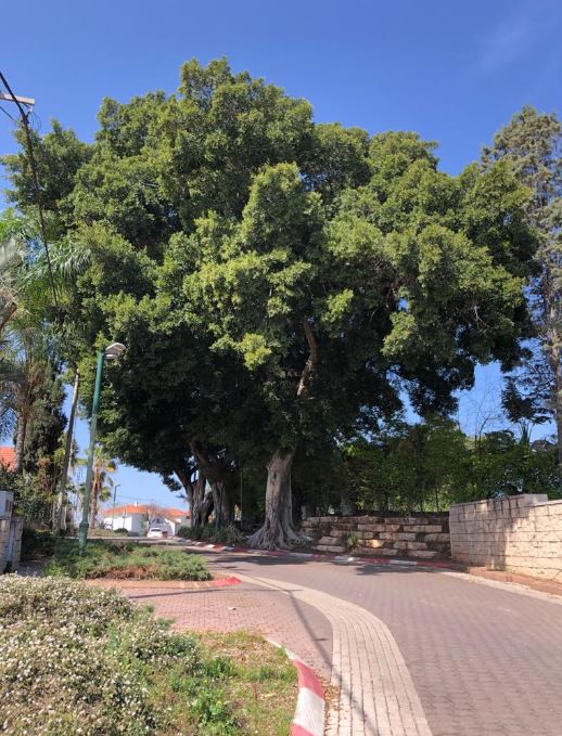 3 פיקוסים